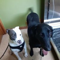Country Veterinary Clinic ico