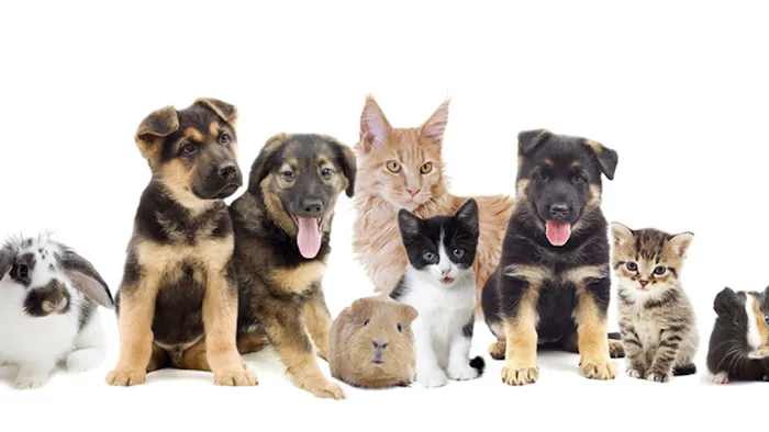 Country Veterinary Clinic 10