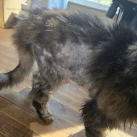 Lakelands Trail Veterinary Clinic ico