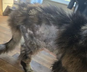 Lakelands Trail Veterinary Clinic