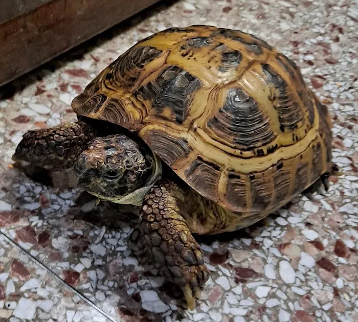 Auburn Animal Clinic 3
