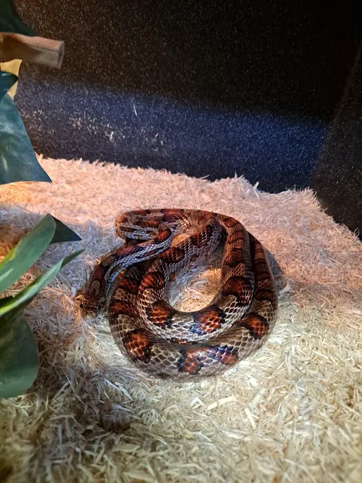 Auburn Animal Clinic 5