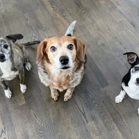 Columbus Countryside Veterinary Clinic ico