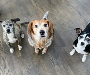 Columbus Countryside Veterinary Clinic