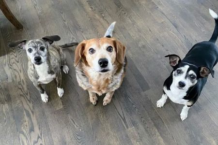 Columbus Countryside Veterinary Clinic