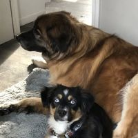 Beaver Dam Veterinary Clinic ico
