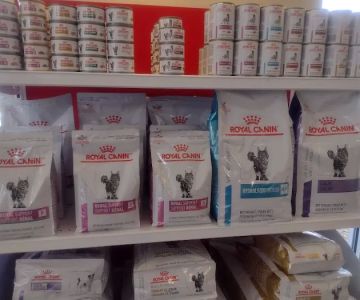 Wyllow Pet Hospital