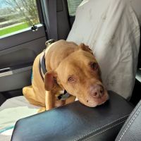 Ashton Animal Clinic ico