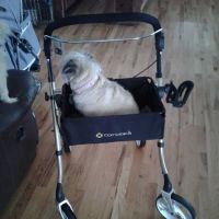 Blackhawk Veterinary Services, Ltd. ico