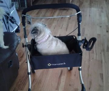 Blackhawk Veterinary Services, Ltd.