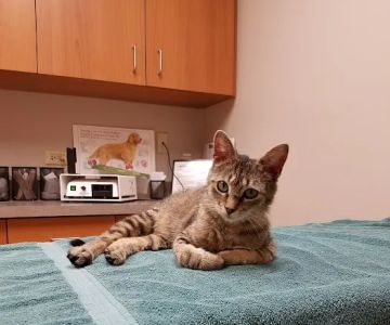Pines Meadow Veterinary Clinic
