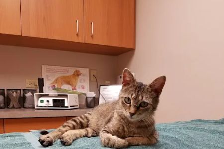 Pines Meadow Veterinary Clinic
