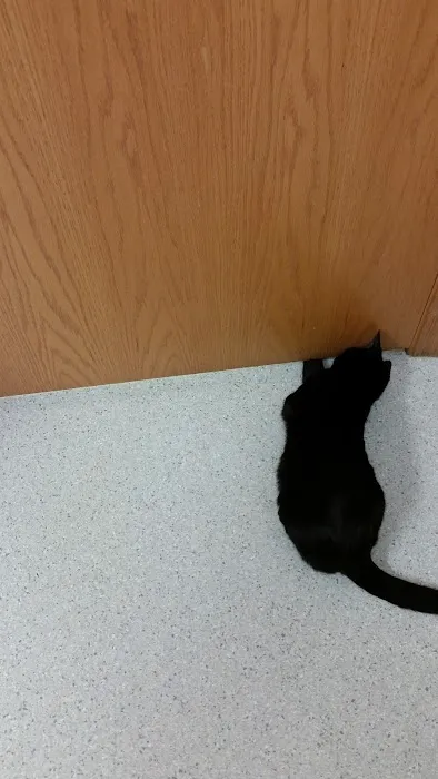 Pines Meadow Veterinary Clinic 5