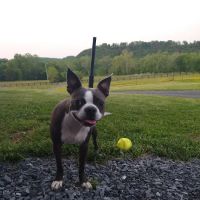 Rose Hill Veterinary Practice ico