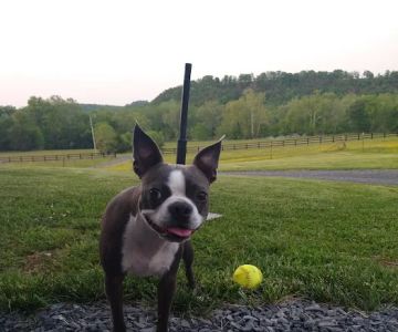 Rose Hill Veterinary Practice