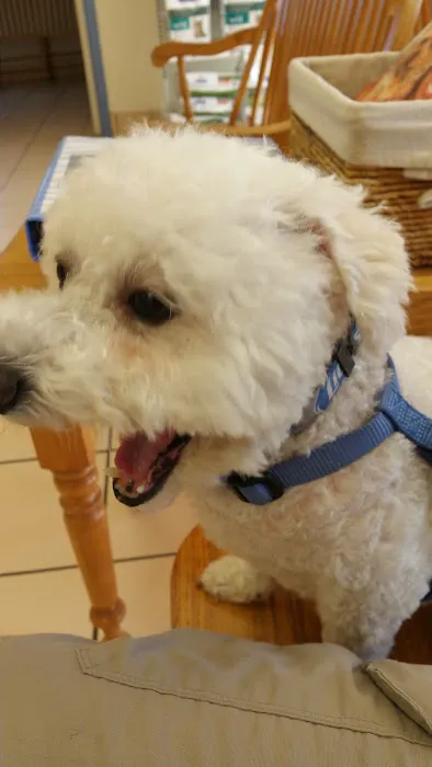 VCA Chancellor Animal Hospital 12