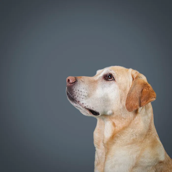 Spotsylvania Animal Hospital 8