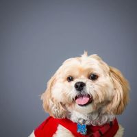 Spotsylvania Animal Hospital ico
