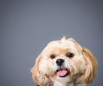 Spotsylvania Animal Hospital