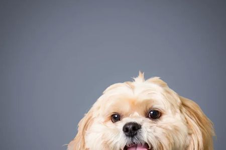 Spotsylvania Animal Hospital
