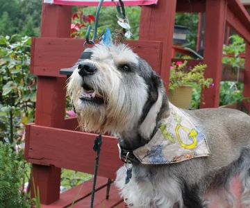 Spotsylvania Animal Hospital: Siefker Katherine J DVM