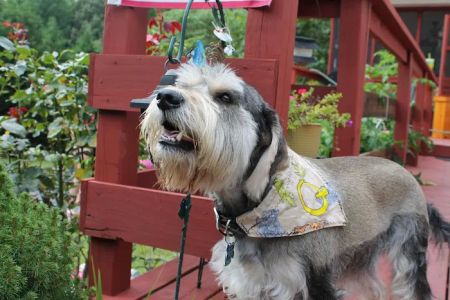 Spotsylvania Animal Hospital: Siefker Katherine J DVM
