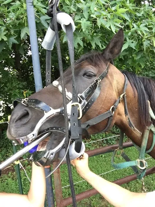 Four Seasons Equine Veterinary Service 3