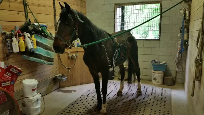 Four Seasons Equine Veterinary Service 5