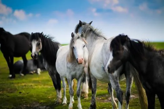 Four Seasons Equine Veterinary Service 4