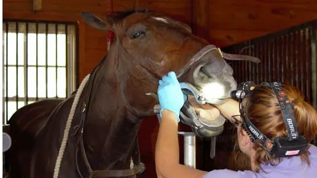 Four Seasons Equine Veterinary Service 7