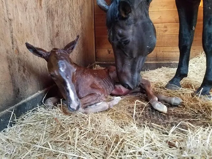 Four Seasons Equine Veterinary Service 10