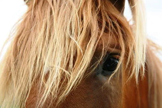 Four Seasons Equine Veterinary Service 8