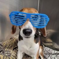 Hart Animal Clinic ico