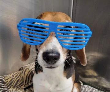 Hart Animal Clinic