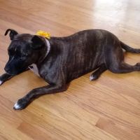 Fredericksburg Animal Hospital ico