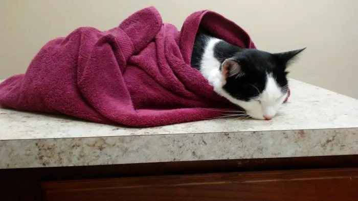 Leavells Animal Hospital 2