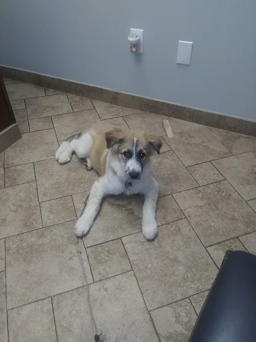 Leavells Animal Hospital 10