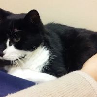Leavells Animal Hospital ico