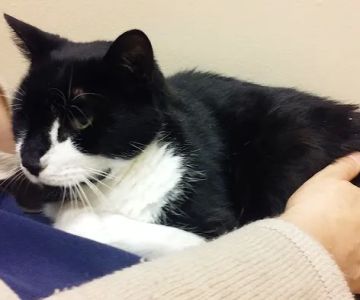 Leavells Animal Hospital