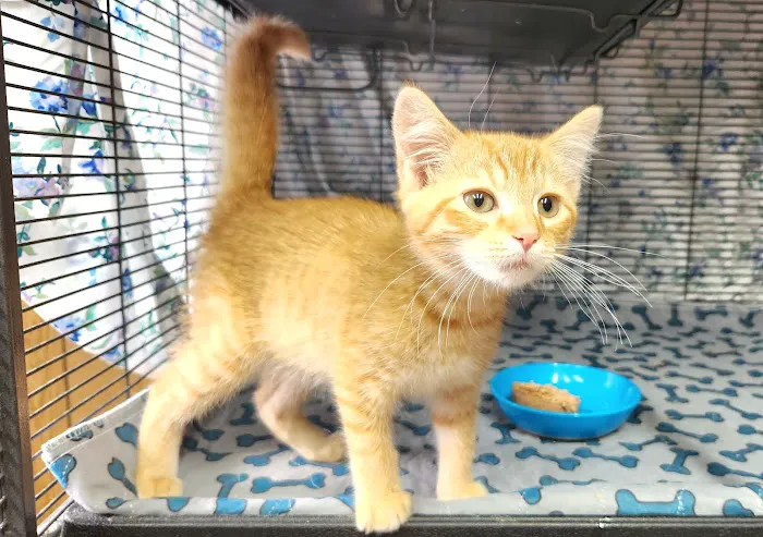 Kincheloe Low Cost Spay/Neuter 5