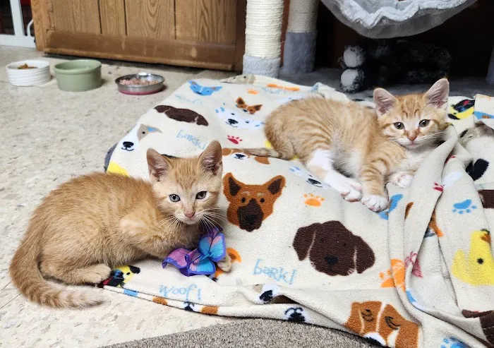 Kincheloe Low Cost Spay/Neuter 6
