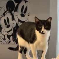 Kincheloe Low Cost Spay/Neuter ico