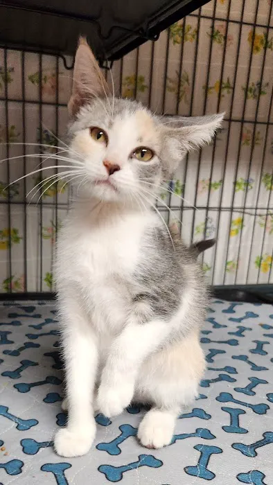 Kincheloe Low Cost Spay/Neuter 2