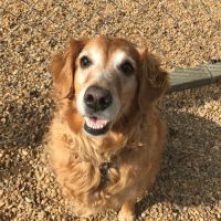 Confederate Ridge Animal Hospital ico