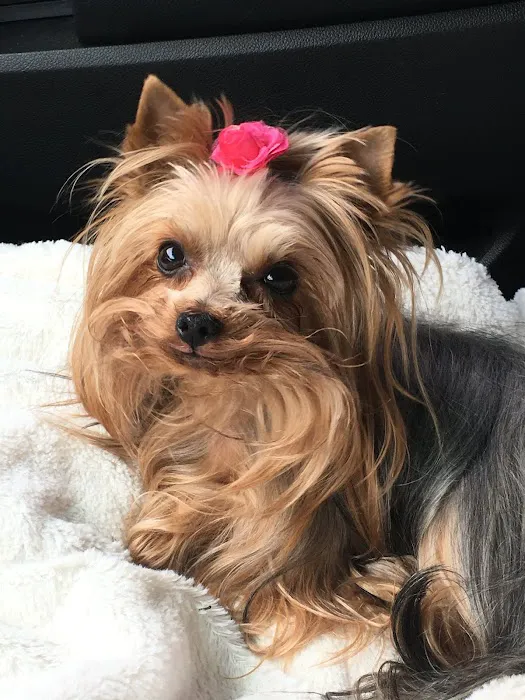 St. Francis Animal Hospital 6