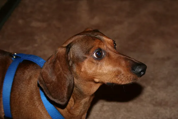 St. Francis Animal Hospital 3