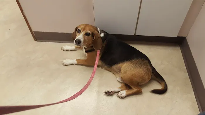 Compassion Veterinary Center 1