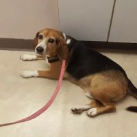 Compassion Veterinary Center ico