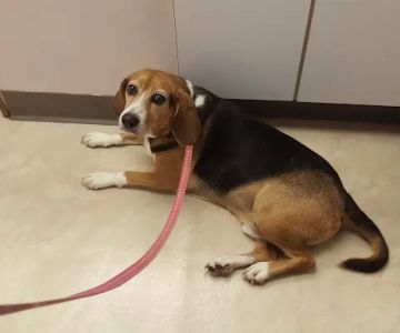 Compassion Veterinary Center