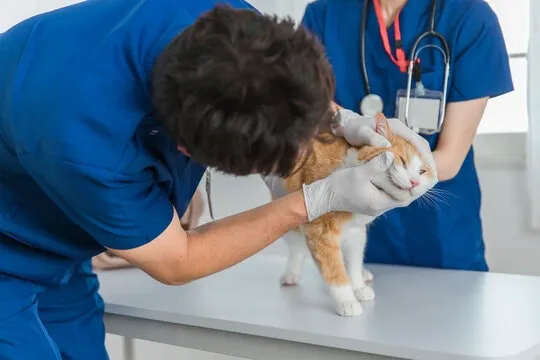Compassion Veterinary Center 10